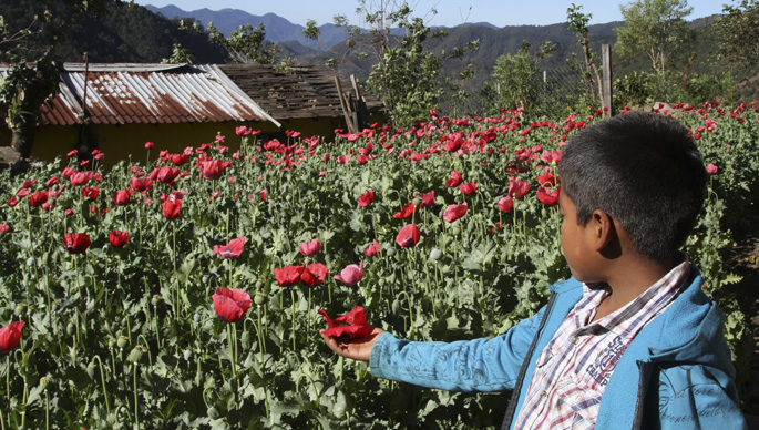 Nace Red Amapola México: La guerra contra las drogas no se terminó